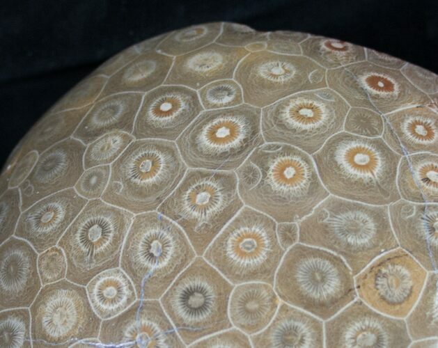 Polished Fossil Coral Head - Morocco #8844